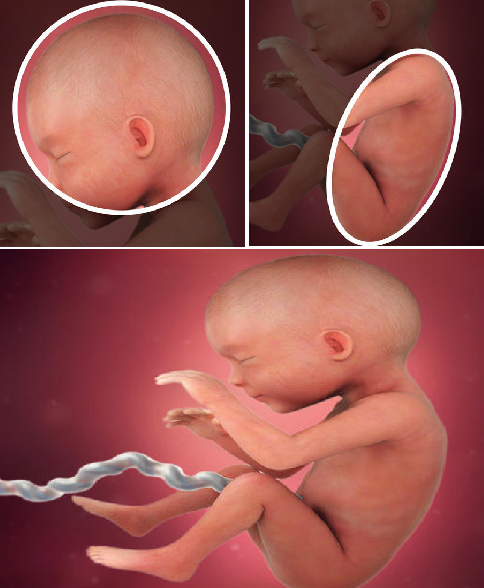 25 haftalik bebek görüntüsü