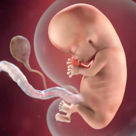 gebelikte 10. hafta fetus görünümü