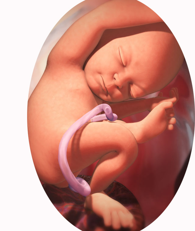 gebelikte 26. hafta bebek görüntüsü