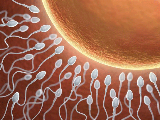 varikosel tedavisi sonrası sperm kalitesi artacaktır