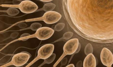 sperm hücrelerinin yumurtaya doğru ilerlemesi